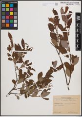 Foto von Salix cinerea L. x Salix nigricans Sm.
